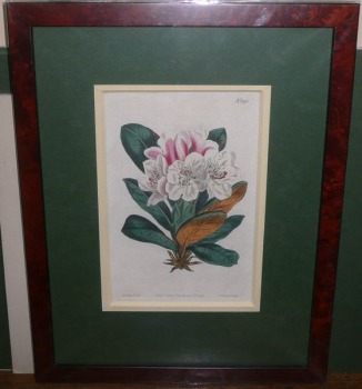 Różanecznik Kaukaski / Rhododendron Caucasicum